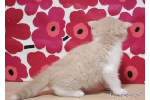 成約済の東京都のスコティッシュフォールド(折れ耳)-70788の2枚目